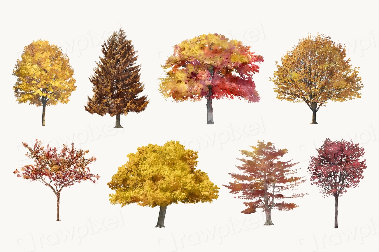 Autumn tree illustration set, nature | Premium Vector - rawpixel