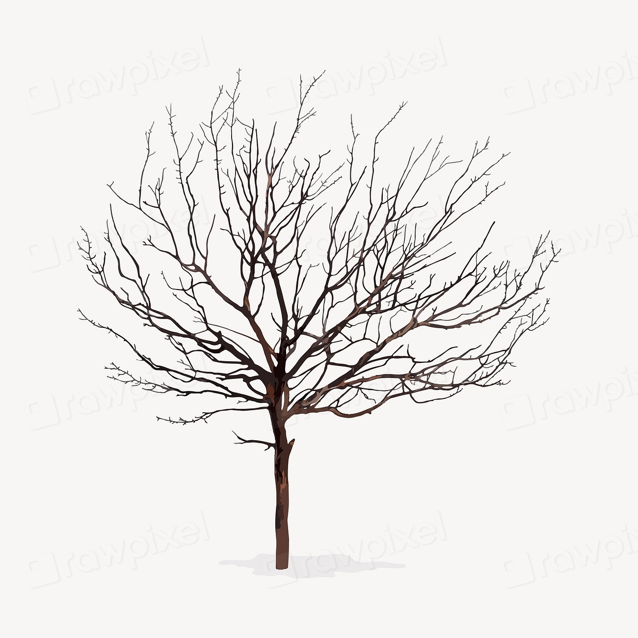 Leafless Tree Isolated On White Premium Vector Illustration Rawpixel