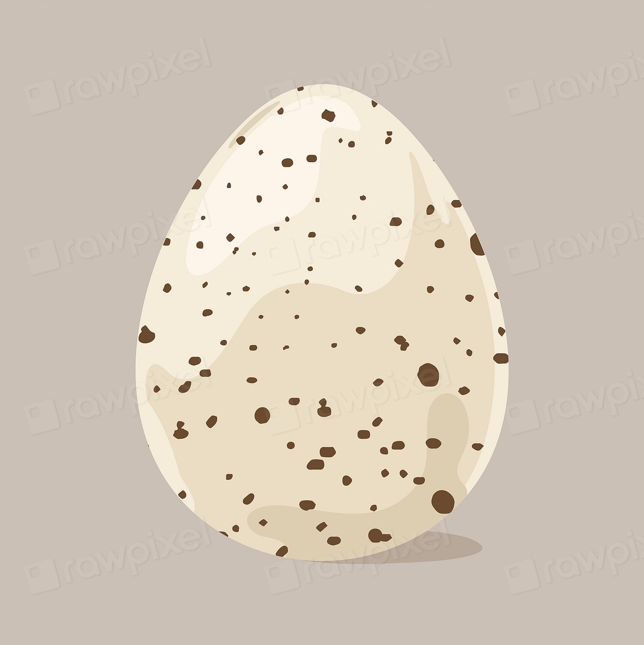Quail egg clipart, realistic illustration Free Photo Illustration