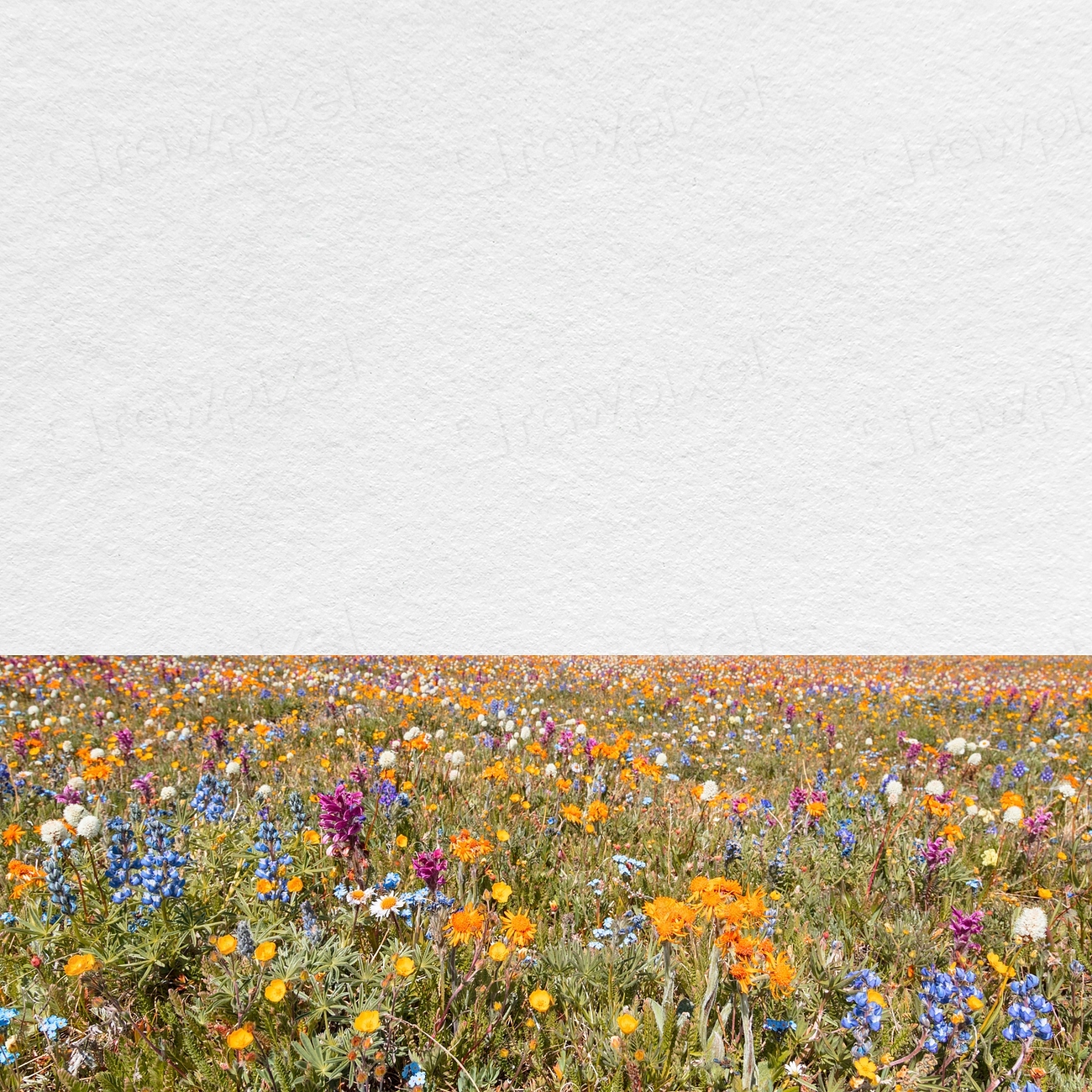 Spring flower field background, aesthetic Free Photo rawpixel