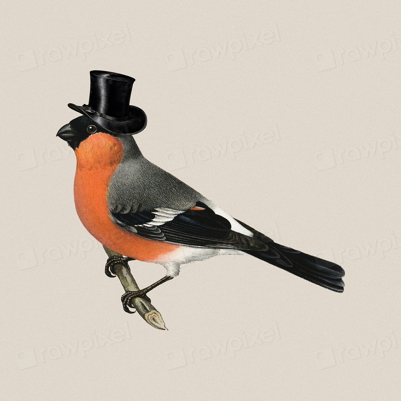 Bullfinch bird wearing top hat, Premium PSD rawpixel