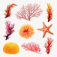 Colorful marine life illustrations set psd