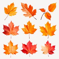 Colorful autumn maple leaves  set psd