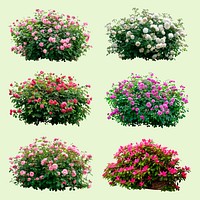 Vibrant blooming rose bushes set psd