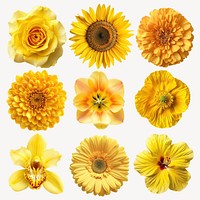 Vibrant yellow flower collage set psd