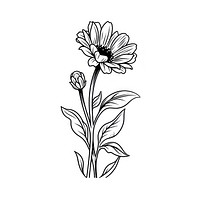 Gaillardia flower illustrated asteraceae graphics.