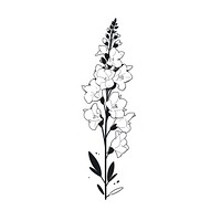 Delphinium flower illustrated blossom drawing.