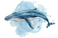 Minke Whale whale animal mammal.