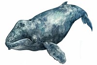 Bowhead Whale whale animal mammal.