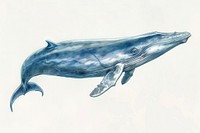 Fin Whale whale animal mammal.