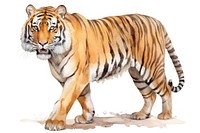 Illustration of tiger wildlife animal mammal.