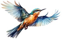 Illustration of bird flying animal beak jay.