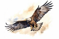 Illustration of eagle bird flying animal bald eagle.