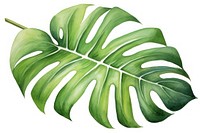 Illustration of monstera leaf plant fern.