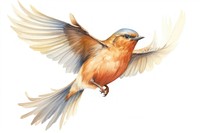 Illustration of own bird flying bluebird animal robin.