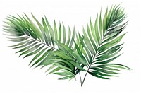 Illustration of palm leaves art arecaceae plant.