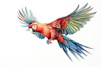 Illustration of parrot bird flying animal.