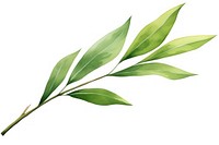 Willow leaf annonaceae herbal plant.