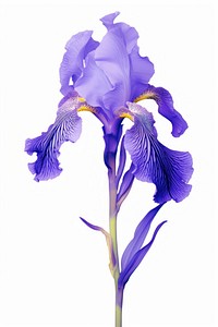 Iris flower blossom purple animal.