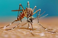 Malaria invertebrate mosquito arachnid.