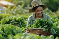 Asian farmer harvesting fresh organic vegetable in local farm at countryside accessories accessory gardening.