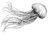 Jellyfish in minimal line style invertebrate illustrated drawing.