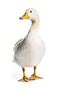 Duck duck anseriformes waterfowl