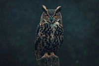 European eagle owl perched on a post animal beak bird.