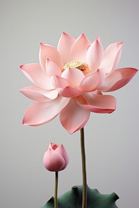 Lotus blossom flower dahlia.
