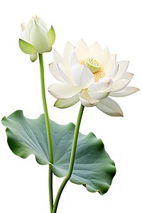 Lotus blossom flower anther