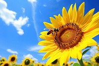 Sunflower wtih bee nature invertebrate outdoors.