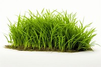 Grass grass vegetation plant.