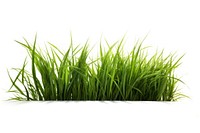 Grass grass vegetation plant.