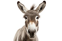 Donkey antelope wildlife animal.