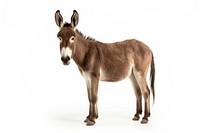 Donkey animal mammal horse.