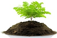 Economy plant soil fern.