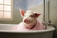 Pig pig bathing bathtub.