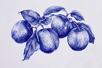 Vintage drawing guava fruits illustrated produce sketch.