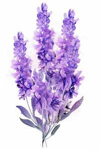 Salvia lavender blossom flower.