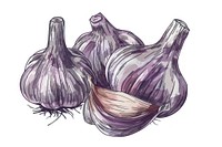 A vector graphic of garlic vegetable produce plant.