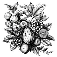 Fruit plant graphics illustrated drawing.