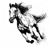 Horse illustrated drawing sketch.