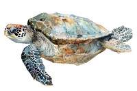 Turtle tortoise reptile animal.