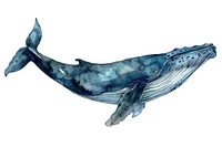 Whale animal mammal shark.