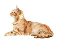 Cat abyssinian animal mammal.