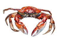Crab invertebrate seafood lobster.