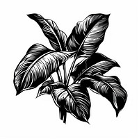 Tropical plant illustrated drawing sketch.