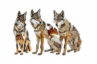 Wolf shape collage cutouts animal coyote mammal.