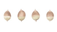 Acorns as divider line watercolour illustration vegetable produce garlic.