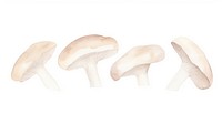 Mushrooms as divider line watercolour illustration clothing amanita apparel.